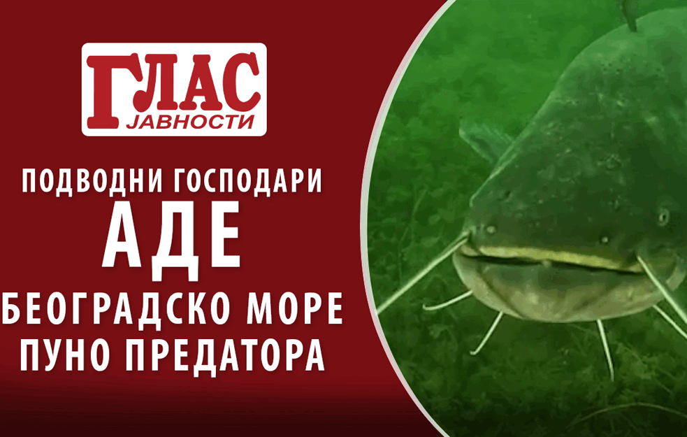 PODVODNI GOSPODARI ADE - <span style='color:red;'><b>BEOGRADSKO MORE</b></span> PUNO PREDATORA (VIDEO)